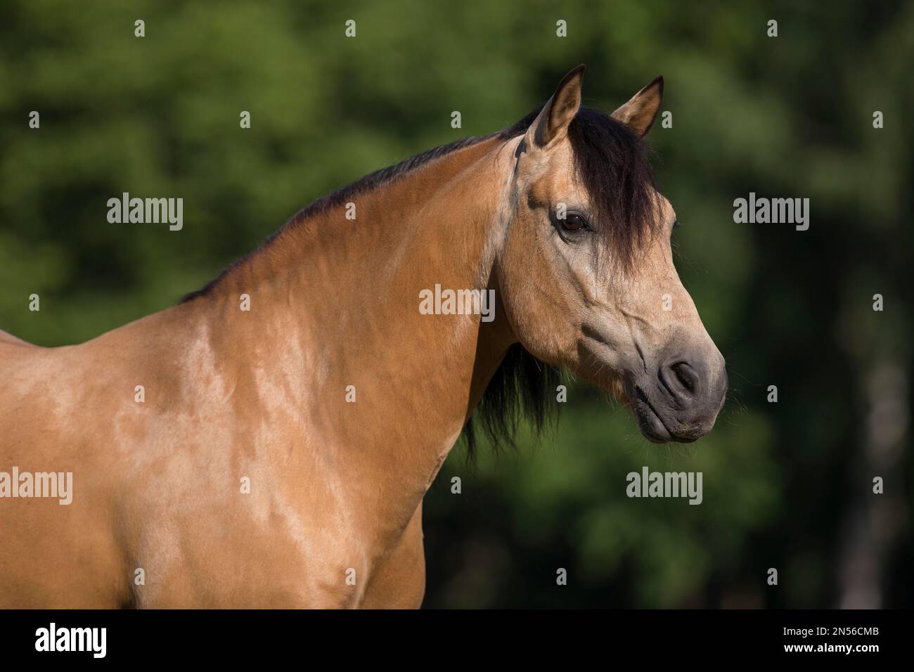 Pura Raza Espanola étalon dun en portrait naturel, Allemagne Banque D'Images