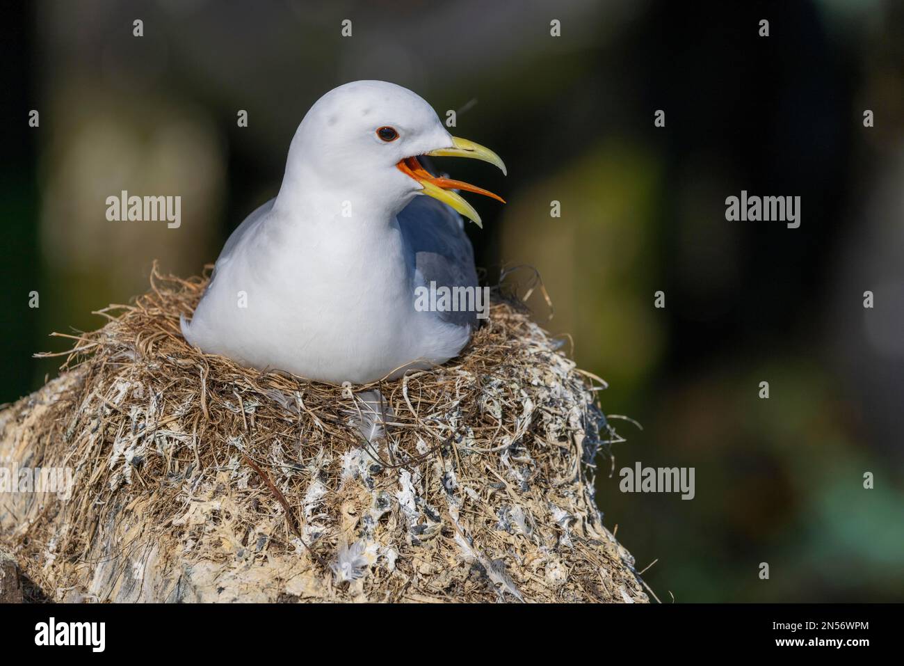 Kittiwake (Rissa tridactyla), reproduction dans le port de Vardoe, Vardo, oiseau adulte sur le nid, langue visible, Varangerfjord, Finnmark, Norvège du Nord, Norvège Banque D'Images