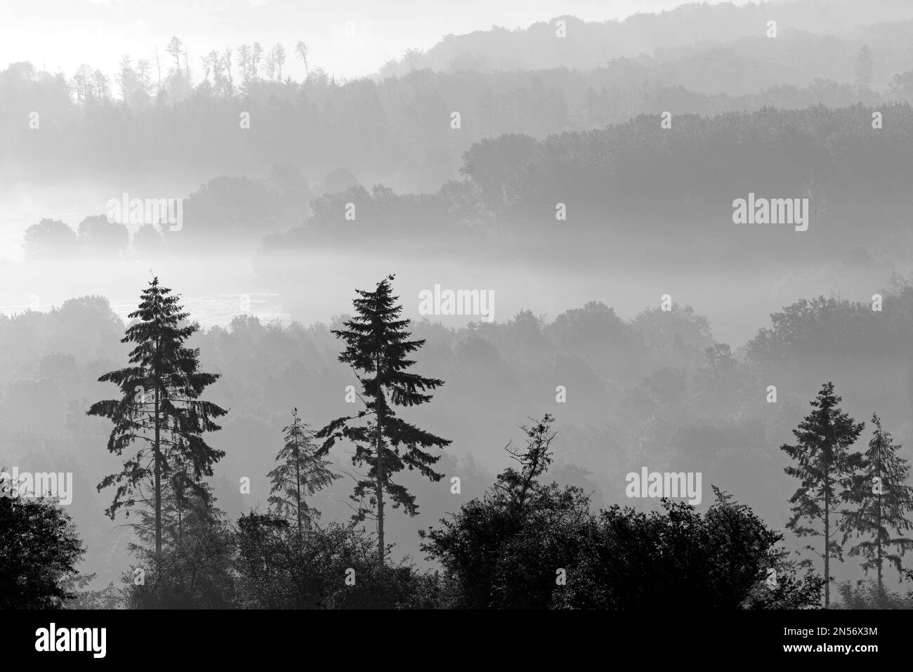 Vue sur les vallées et les hauteurs boisées dans un brouillard dense tôt le matin, noir et blanc, Parc naturel de la Forêt d'Arnsberg, Rhénanie-du-Nord-Westphalie, Allemagne Banque D'Images