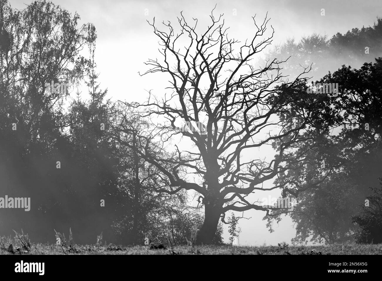 Arbre mort, chêne gnaré (Quercus) dans le brouillard, noir et blanc, Rhénanie-du-Nord-Westphalie, Allemagne Banque D'Images