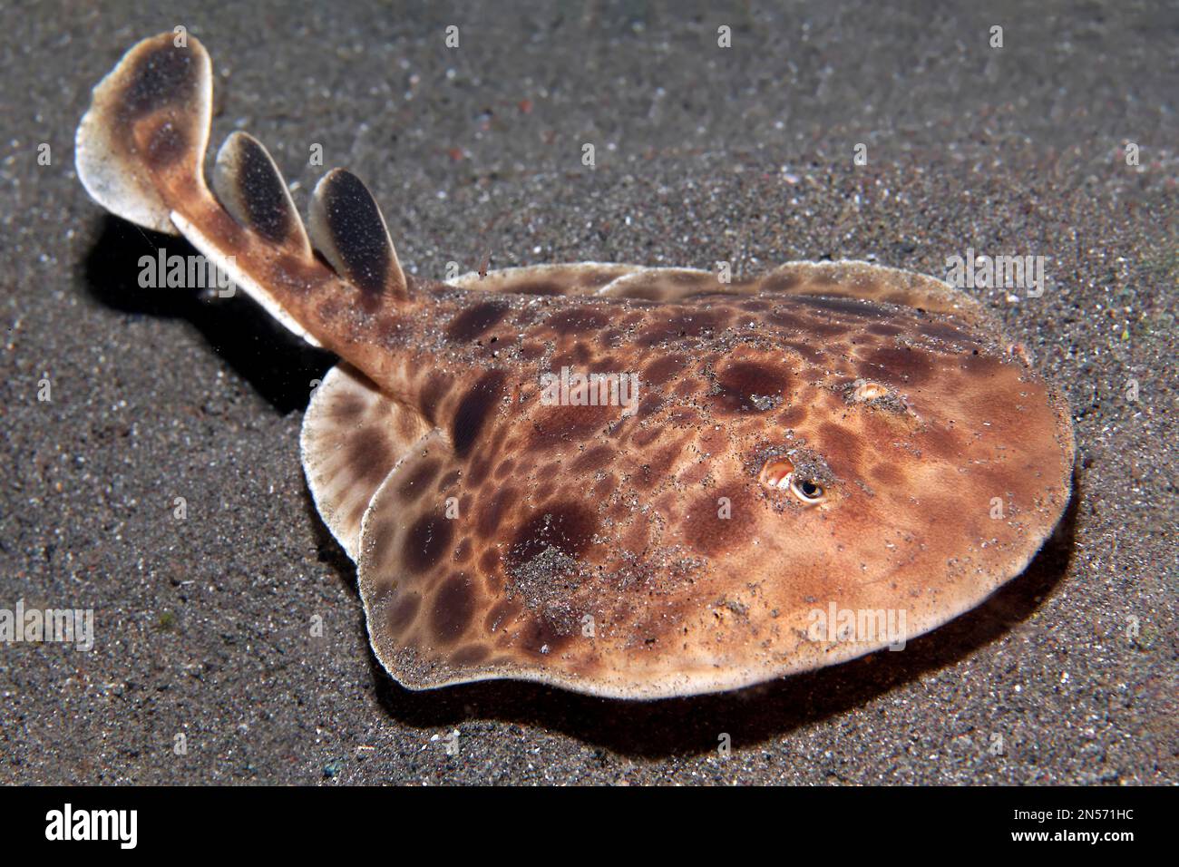 Rayon électrique (Torpedo), espèce indéterminée, lac Sawu, océan Pacifique, parc national de Komodo, Îles de la petite Sunda, province est de Nusa Tenggara Banque D'Images