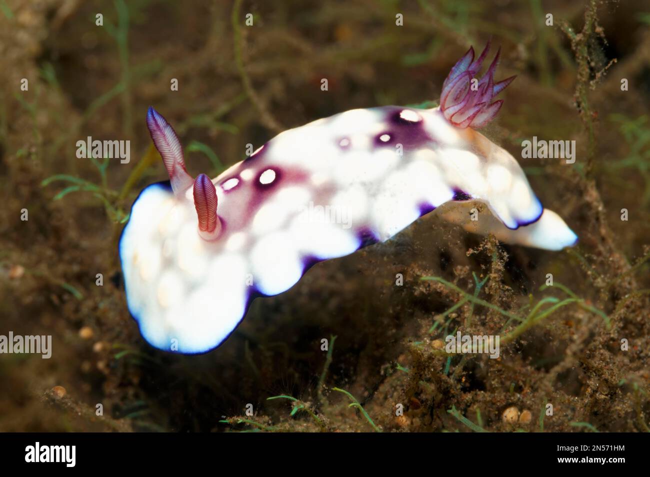 Chromodoris géométrique, (Chromodoris geometrica), magnifique escargot étoilé, nudibranch, lac Sahu, Océan Pacifique, parc national de Komodo, Lesser Sunda Banque D'Images