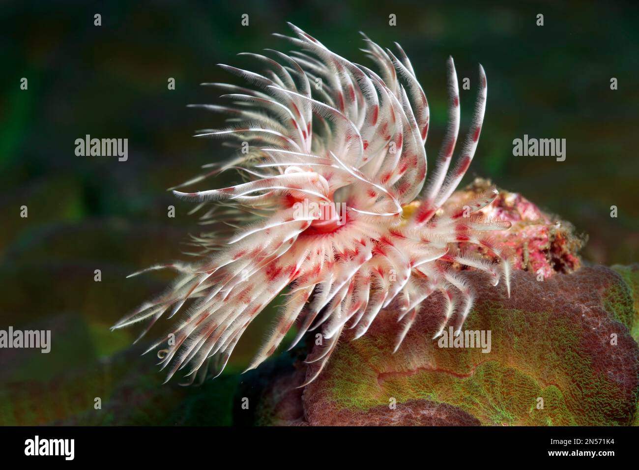 Magnifique tubiéme (Protula magifica), lac Sawu, océan Pacifique, parc national de Komodo, îles de Lesser Sunda, Province de Nusa Tenggara est, Komodo Banque D'Images