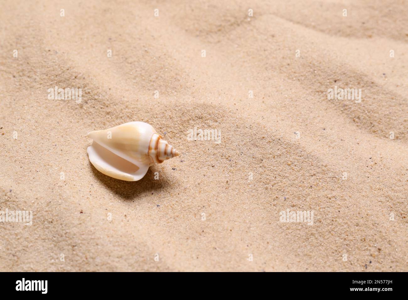 Magnifique seashell sur la plage de sable, espace pour le texte. Vacances d'été Banque D'Images
