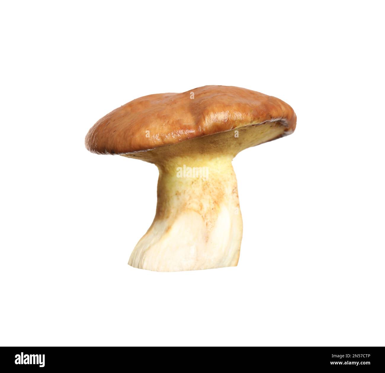 Champignon de jack frais et glissant isolé sur blanc Banque D'Images