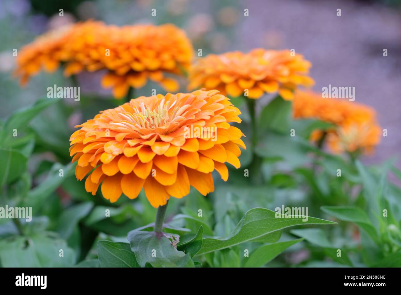 Zinnia elegans Preciosa Orange, Zinnia F1 Preciosa 'Orange, F1 Dwarf Type double orange fleurs Banque D'Images