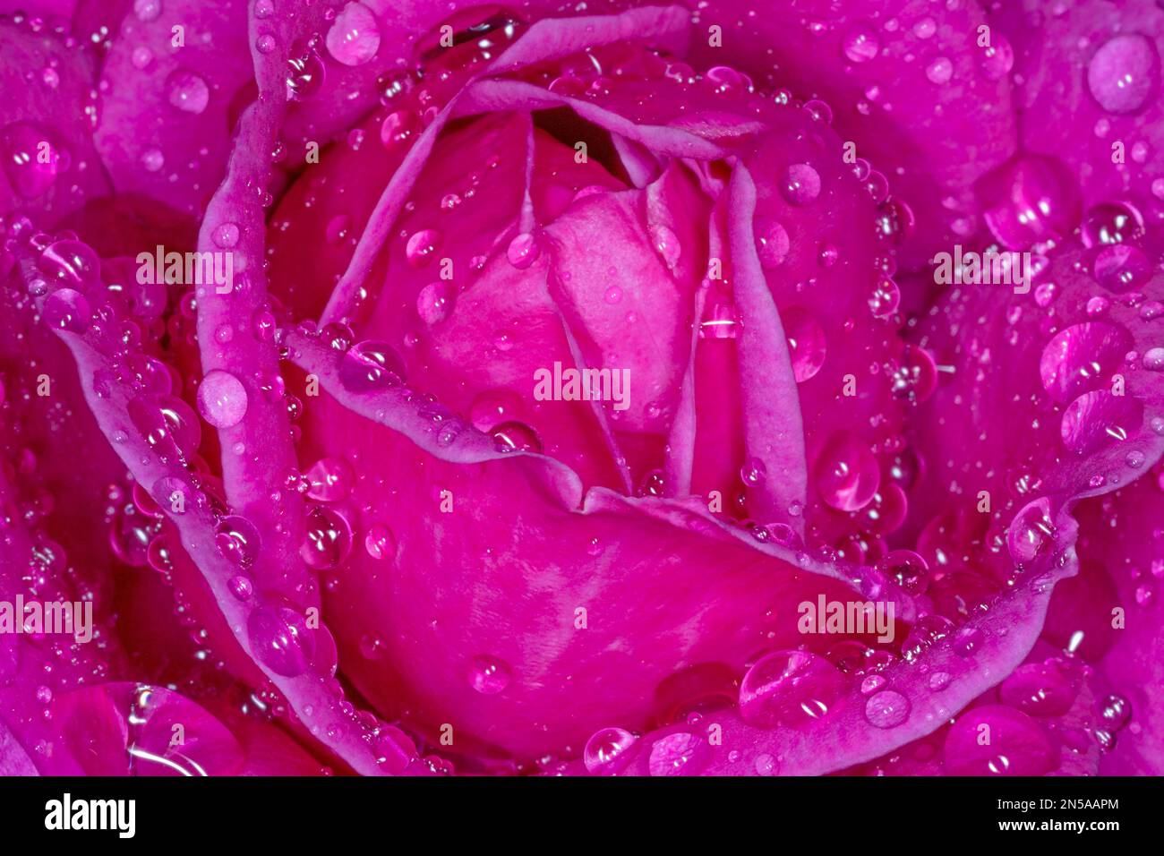 gros plan de la belle fleur rose pourpre recouverte de gouttes de pluie Banque D'Images