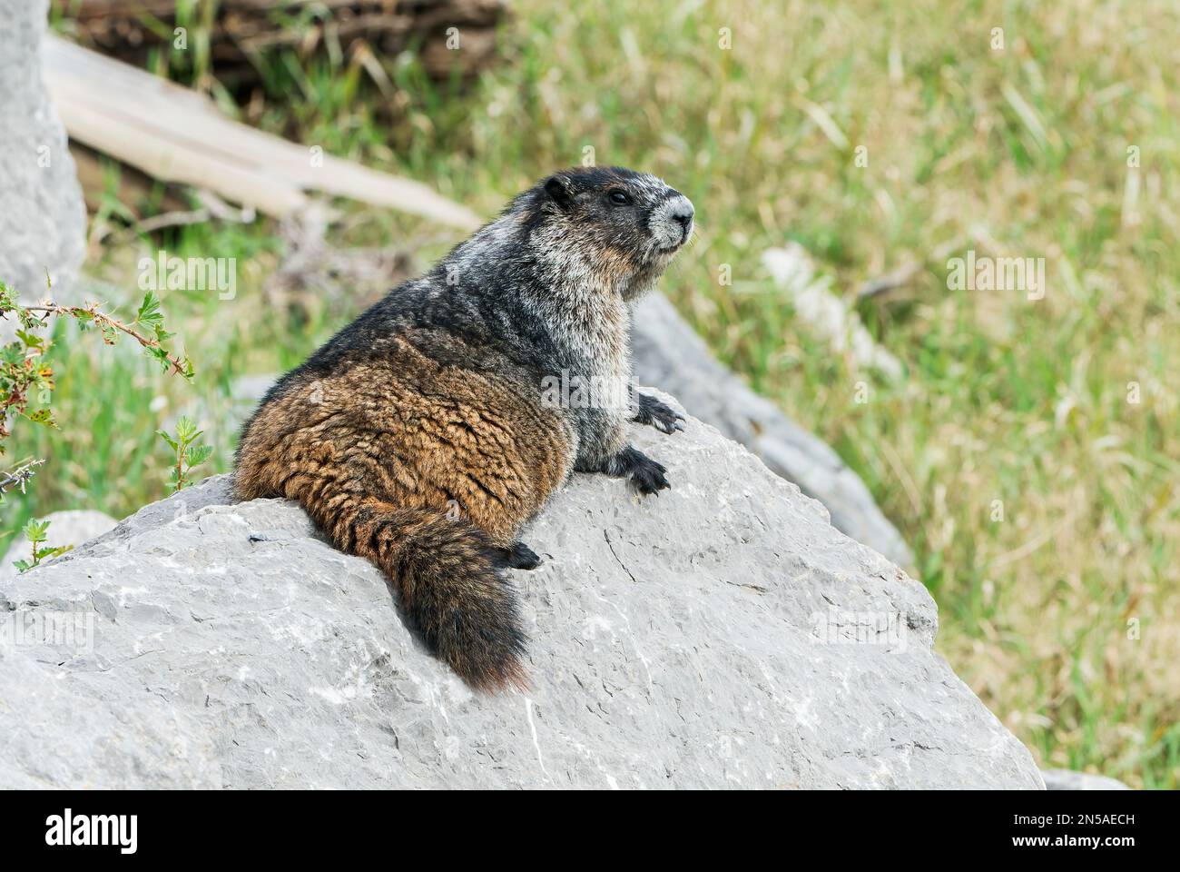 Marmotte huariste, Marmota caligata, animal unique reposant sur un rocher, Medicine Lake, montagnes Rocheuses, Canada Banque D'Images