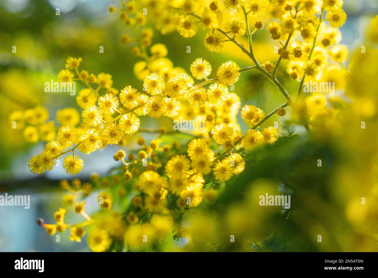 Fleurs de mimosa jaunes. Gros plan. Carte de vœux de printemps, de fête des femmes, de Pâques. Arrière-plan de la nature Banque D'Images