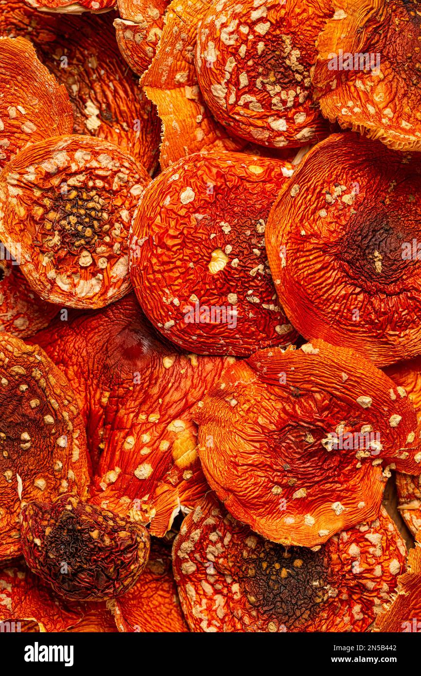 Champignons secs amanita muscaria. Mouche agaric utilisé comme enthéogène psychédélique. Médicament psychoactif champignon contenant du muscimol Banque D'Images