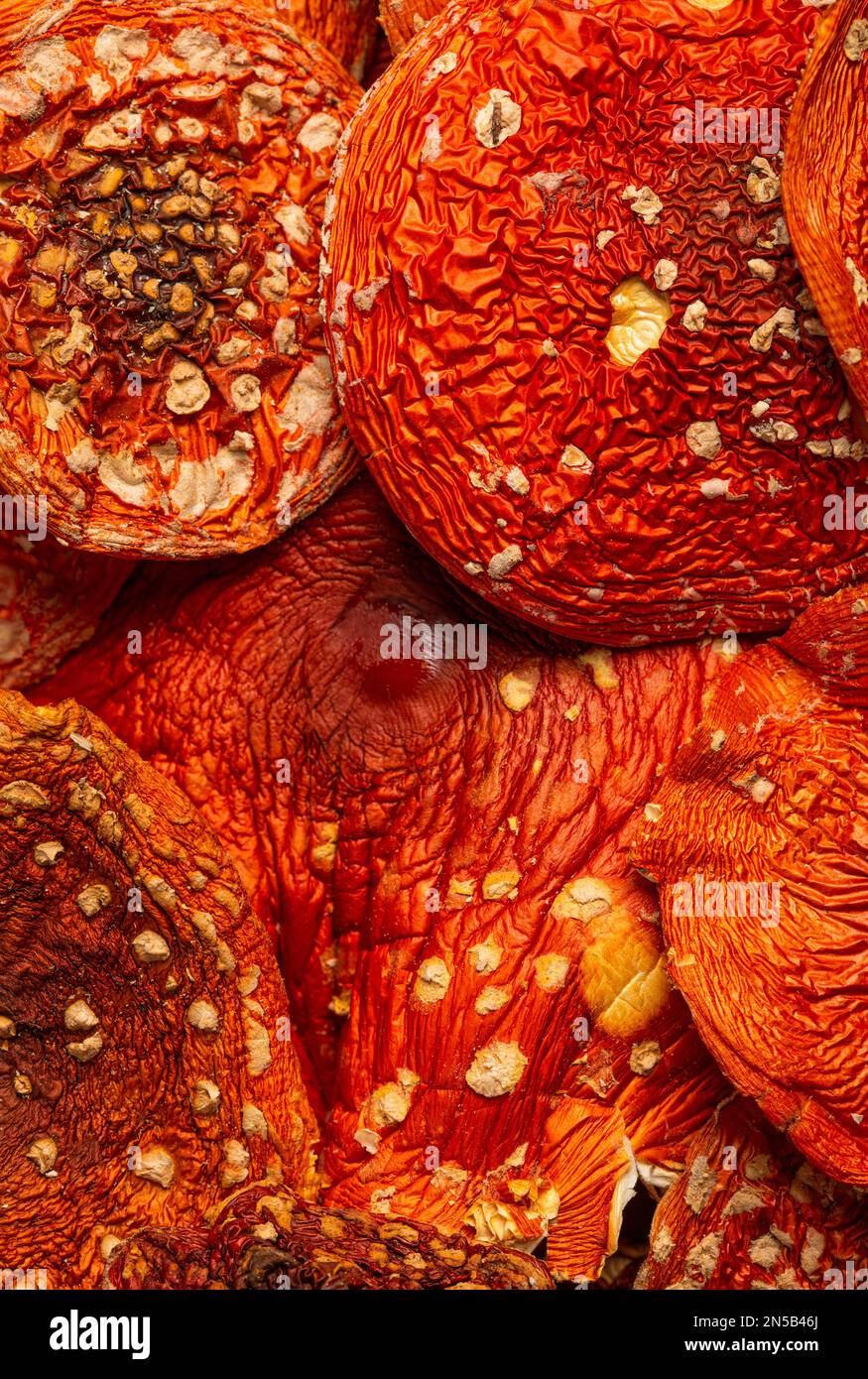Amanita muscaria, calottes agariques séchées. Médicament psychoactif champignon contenant du muscimol Banque D'Images