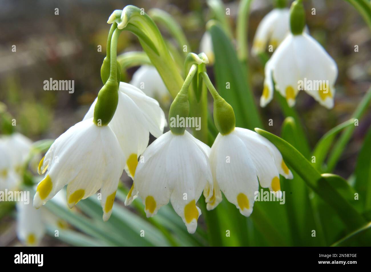 Au printemps, Leucojum vernum fleurit dans la nature Banque D'Images