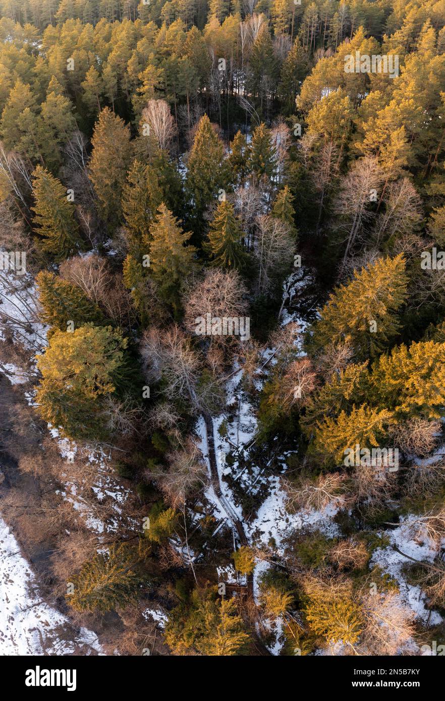 Vue aérienne depuis un drone de pins enneigés en Europe, vue panoramique sur les paysages naturels de la saison d'hiver à la lumière dorée du coucher du soleil. Paysage rural Banque D'Images