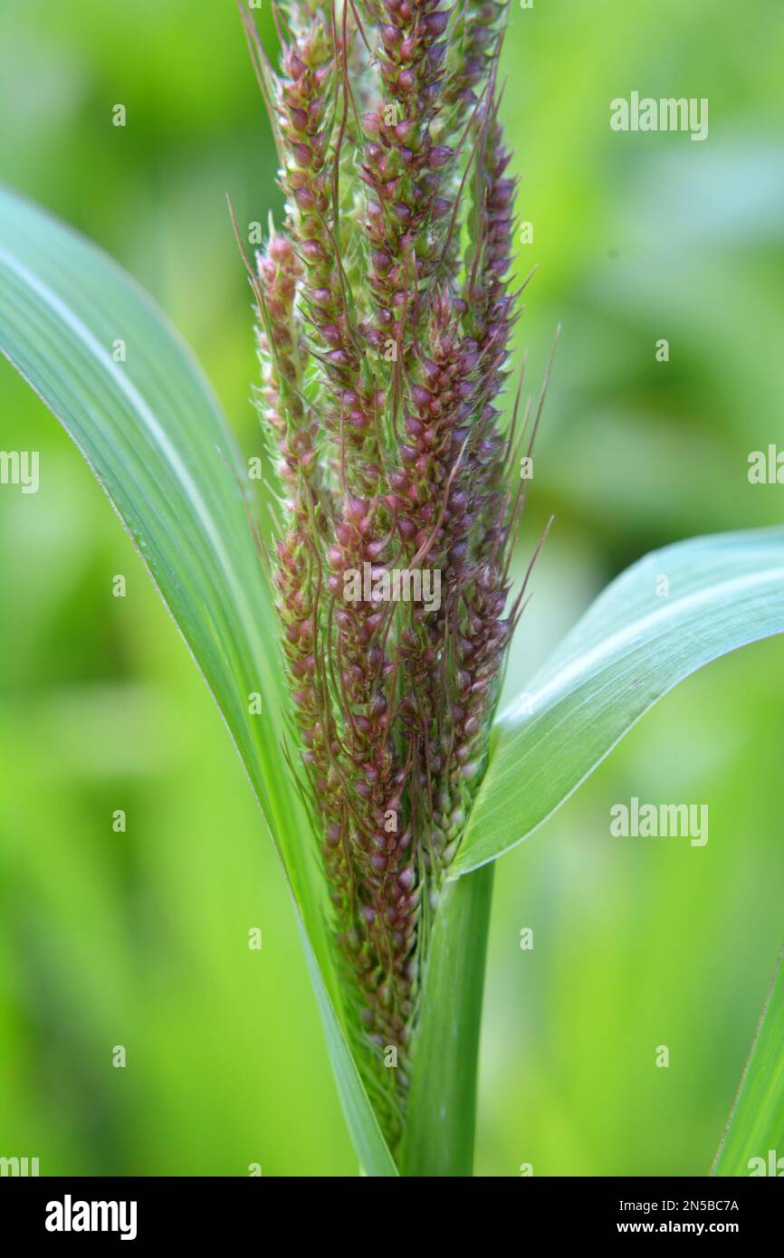 Dans le champ, comme les mauvaises herbes parmi les cultures agricoles poussent Echinochloa crus-galli Banque D'Images