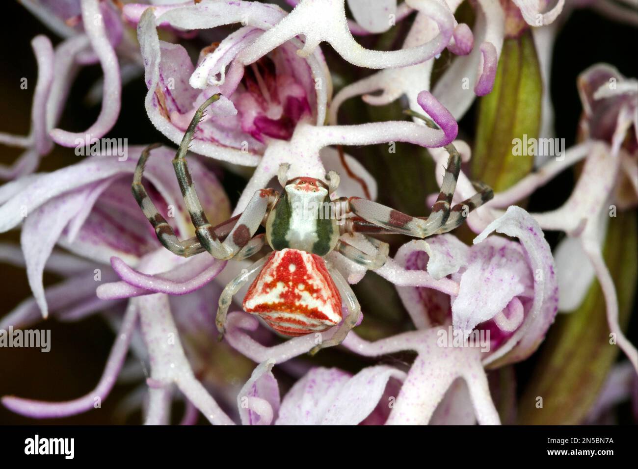 Araignée de crabe (Thomisus onustus), femelle qui se cache pour la proie, bien camouflée dans les fleurs d'orchidées, Allemagne Banque D'Images