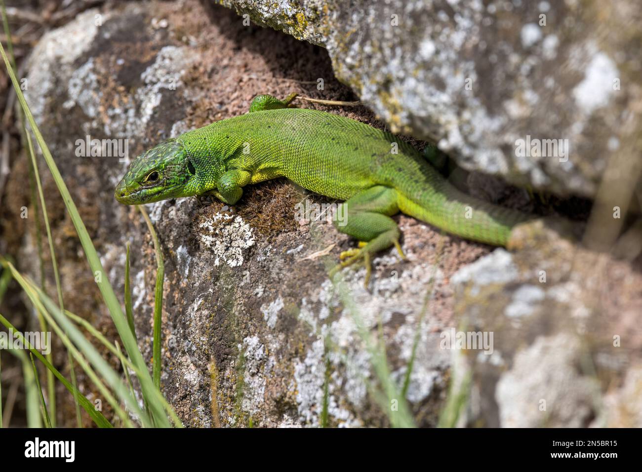 Lézard vert occidental, lézard vert européen (Lacerta bilineata, Lacerta viridis bilineata), assis sur un rocher, Allemagne, Bade-Wurtemberg Banque D'Images