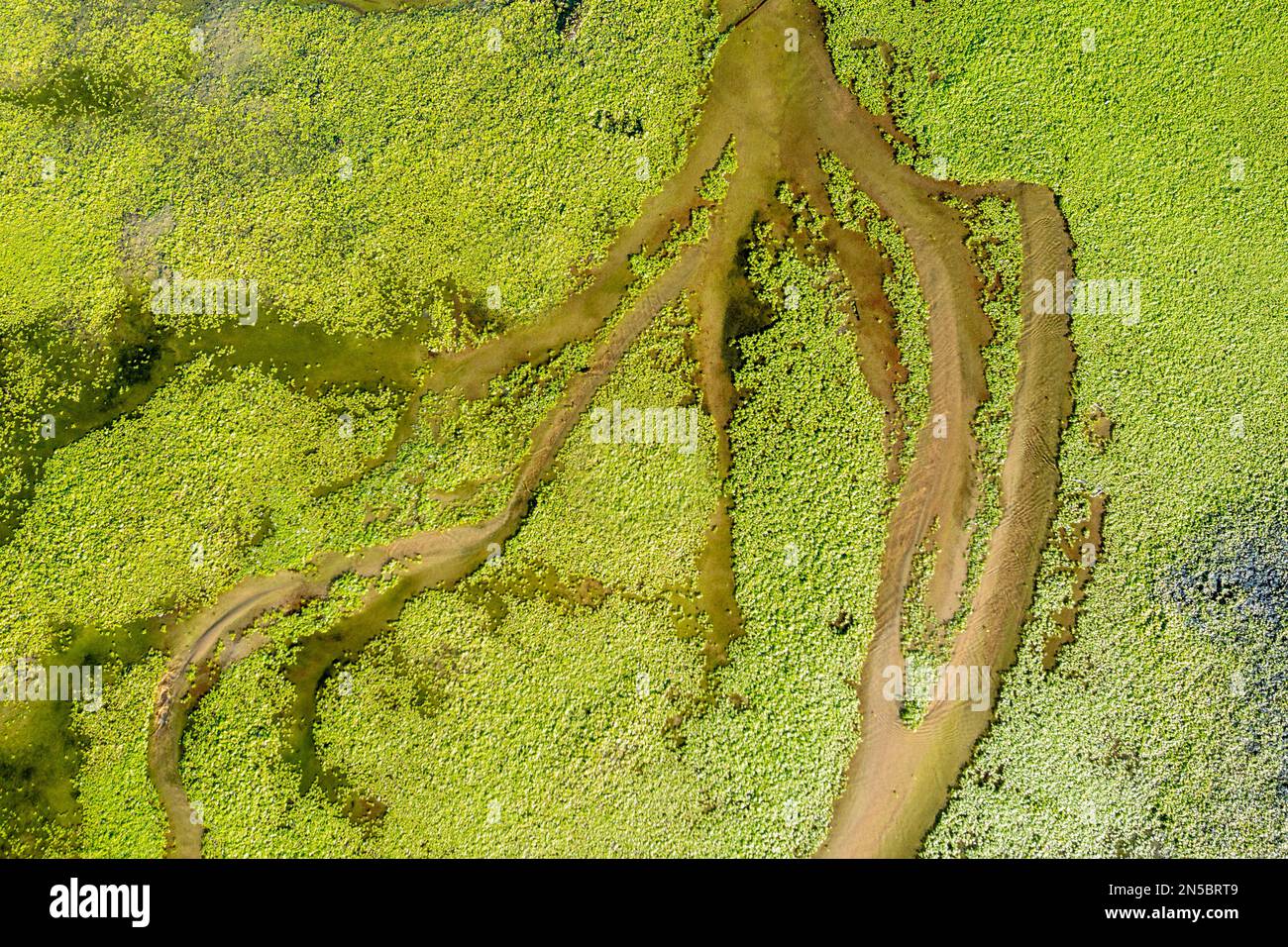 Canaux de drainage d'un lac de plage couvert de duckweed, Espagne, Andalousie, Bolonia Banque D'Images