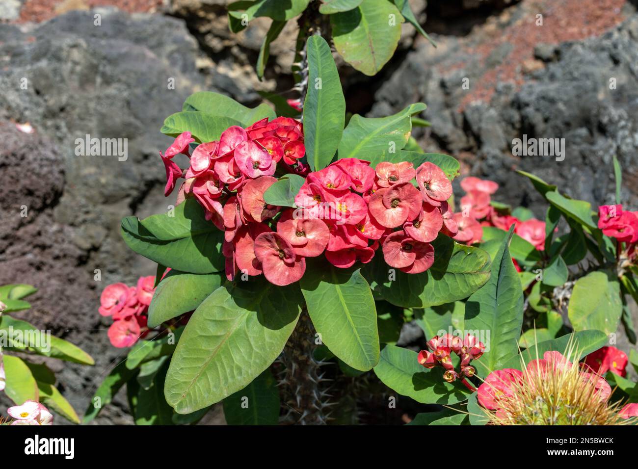 couronne d'épines, plante du Christ (Euphorbia lomi,Euphorbia x lomi), floraison, Îles Canaries, Lanzarote Banque D'Images