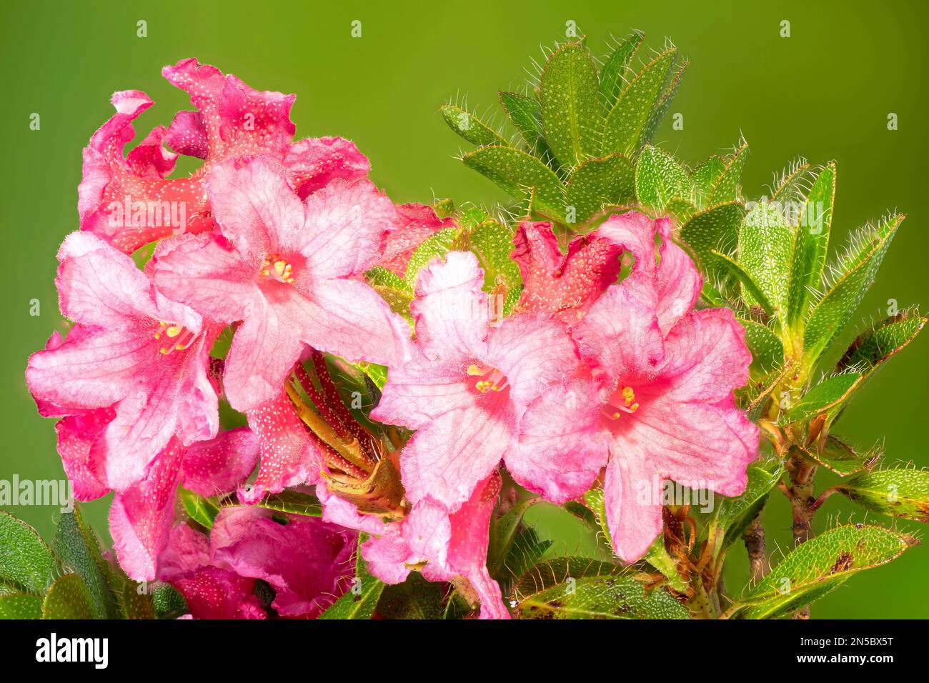 Rose alpine poilue (Rhododendron hirsutum), floraison, Autriche, Tyrol, région-Col de Hochtanberg Banque D'Images