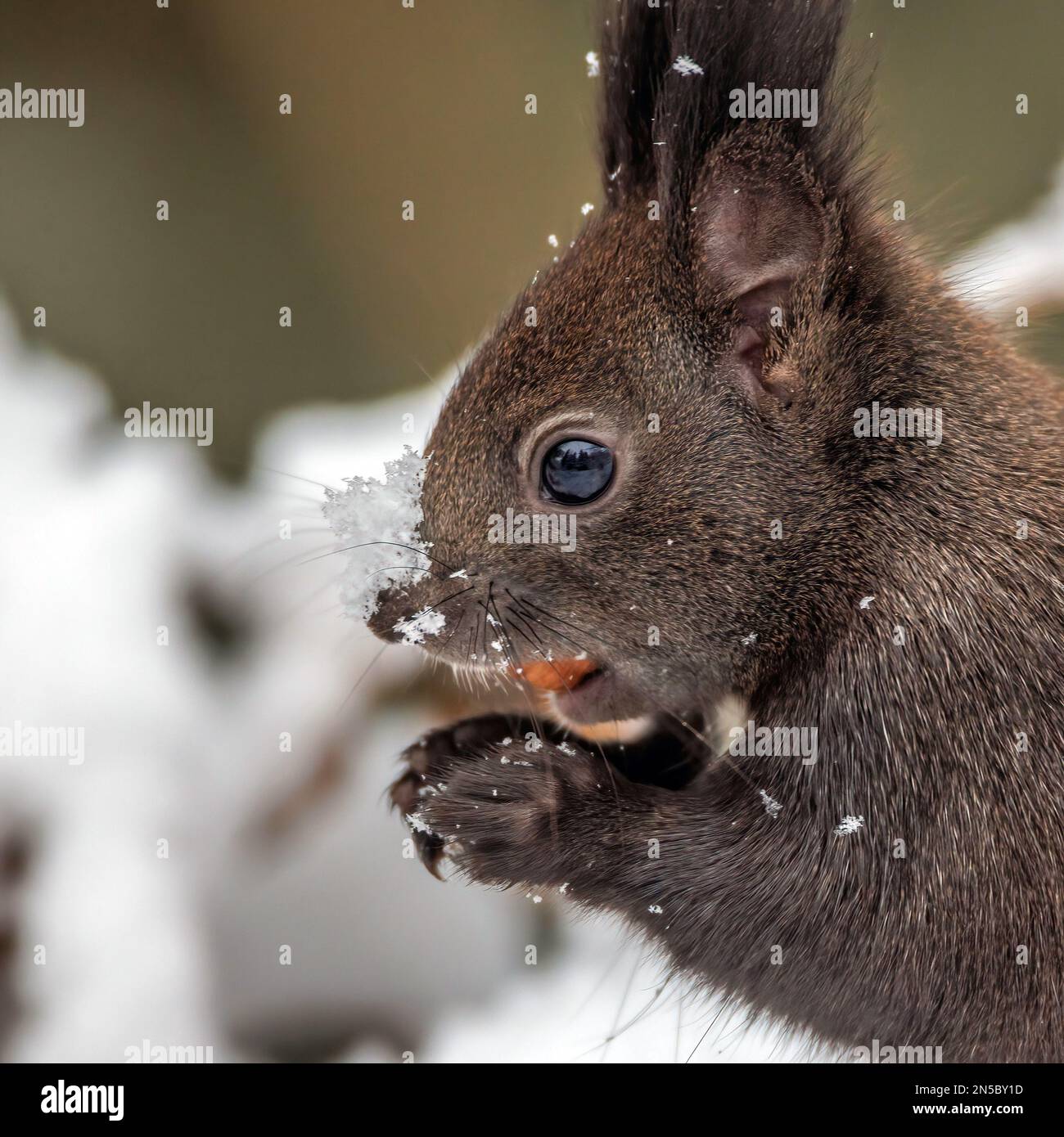 Écureuil rouge européen, écureuil rouge eurasien (Sciurus vulgaris), écureuil brun foncé en fourrure d'hiver avec un écrou dans sa bouche, portrait, Allemagne, Banque D'Images