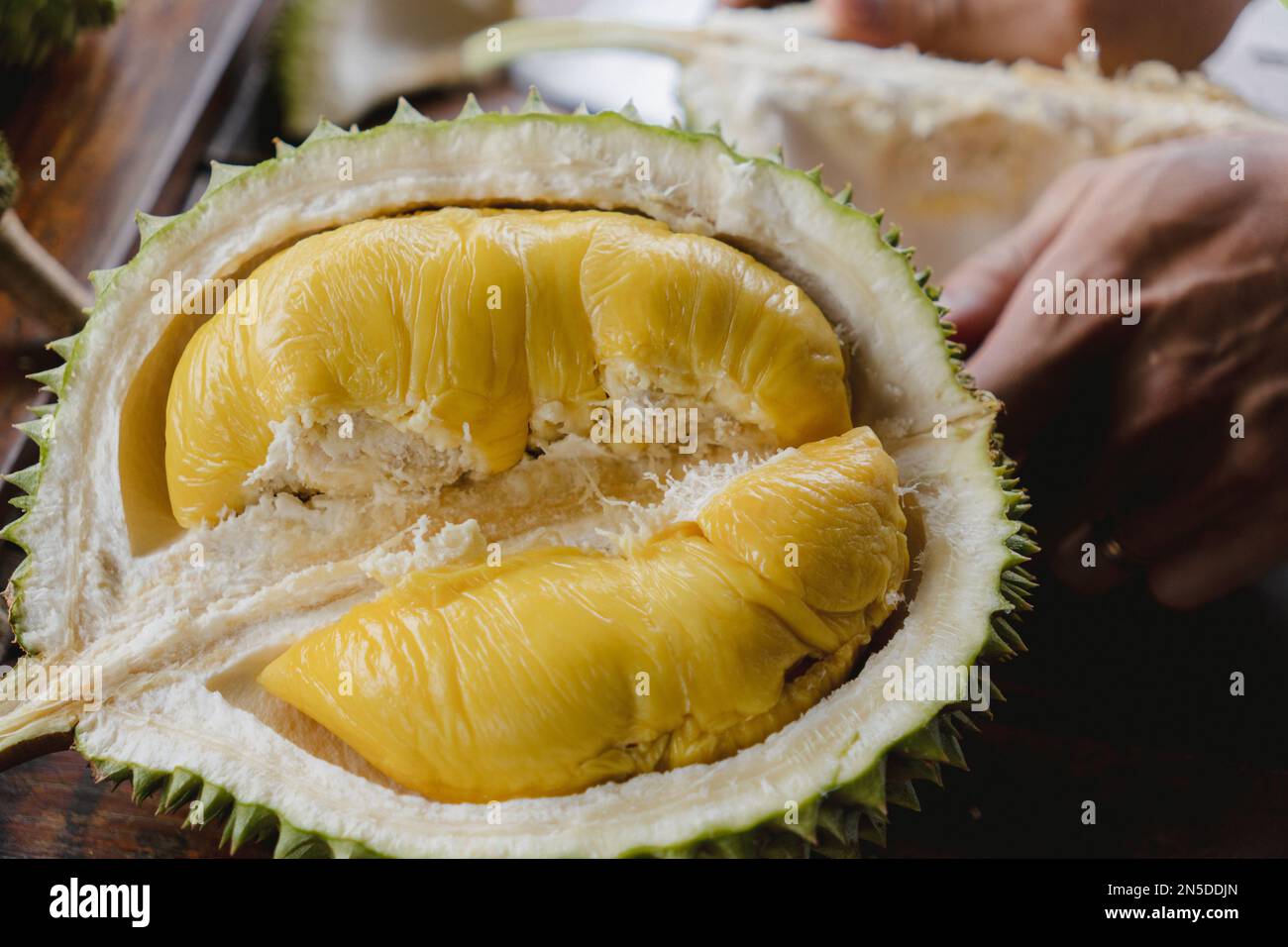Fruits exotiques et tropicaux duriens à moitié ouverts sur une table. Roi des fruits de Malaisie, Bornéo, Asie du Sud-est. Variété Musang King. Banque D'Images