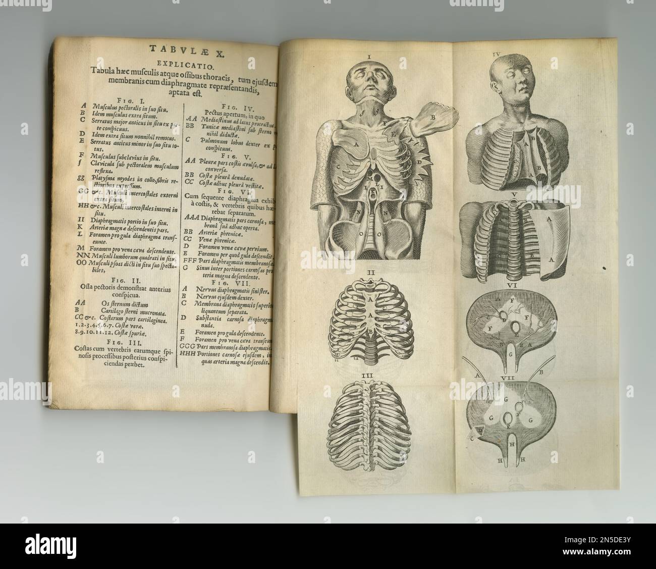 Ancienne littérature médicale. Un ancien livre d'anatomie avec ses pages affichées. Banque D'Images