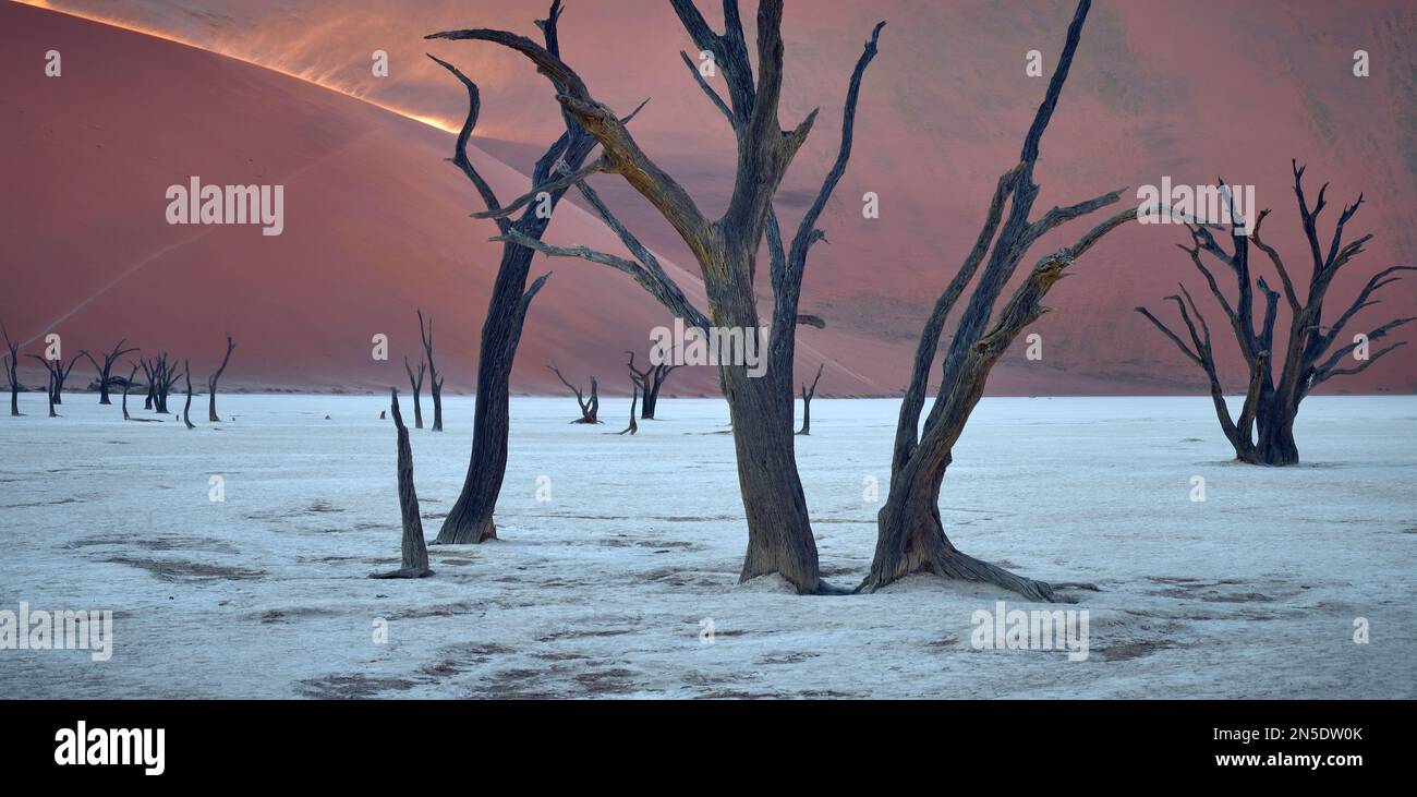 Arbres pétrifiés sur la casserole de sel à Dead Vlei Sossusvlei, Namib-Naukluft NP, Namibie. Le soleil levant fait revenir la poussière et le sable des sommets des dunes balayés par le vent Banque D'Images