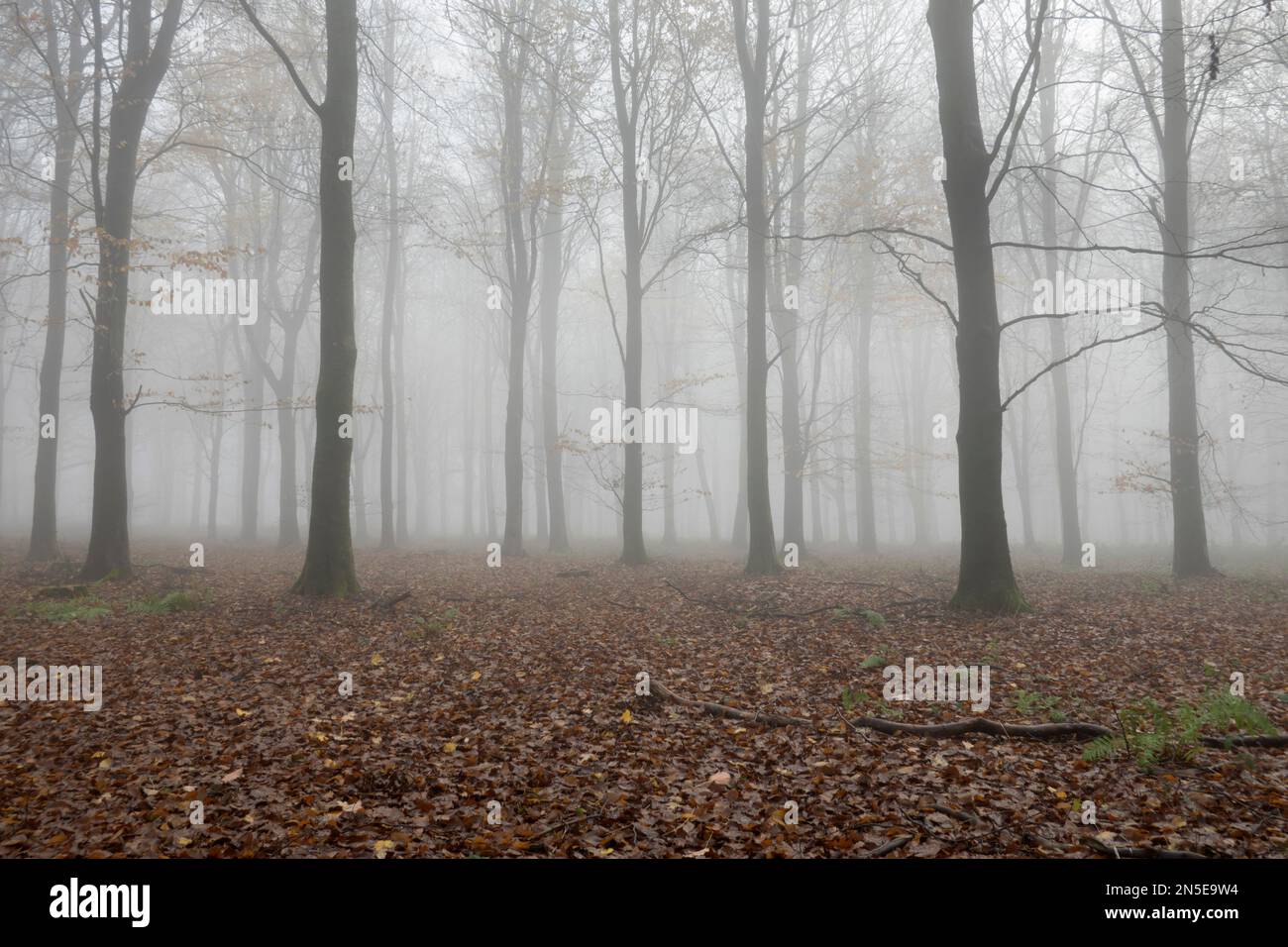 Forêt à feuilles caduques d'hiver avec hêtres nus dans le brouillard, Andover, Hampshire, Angleterre, Royaume-Uni, Europe Banque D'Images