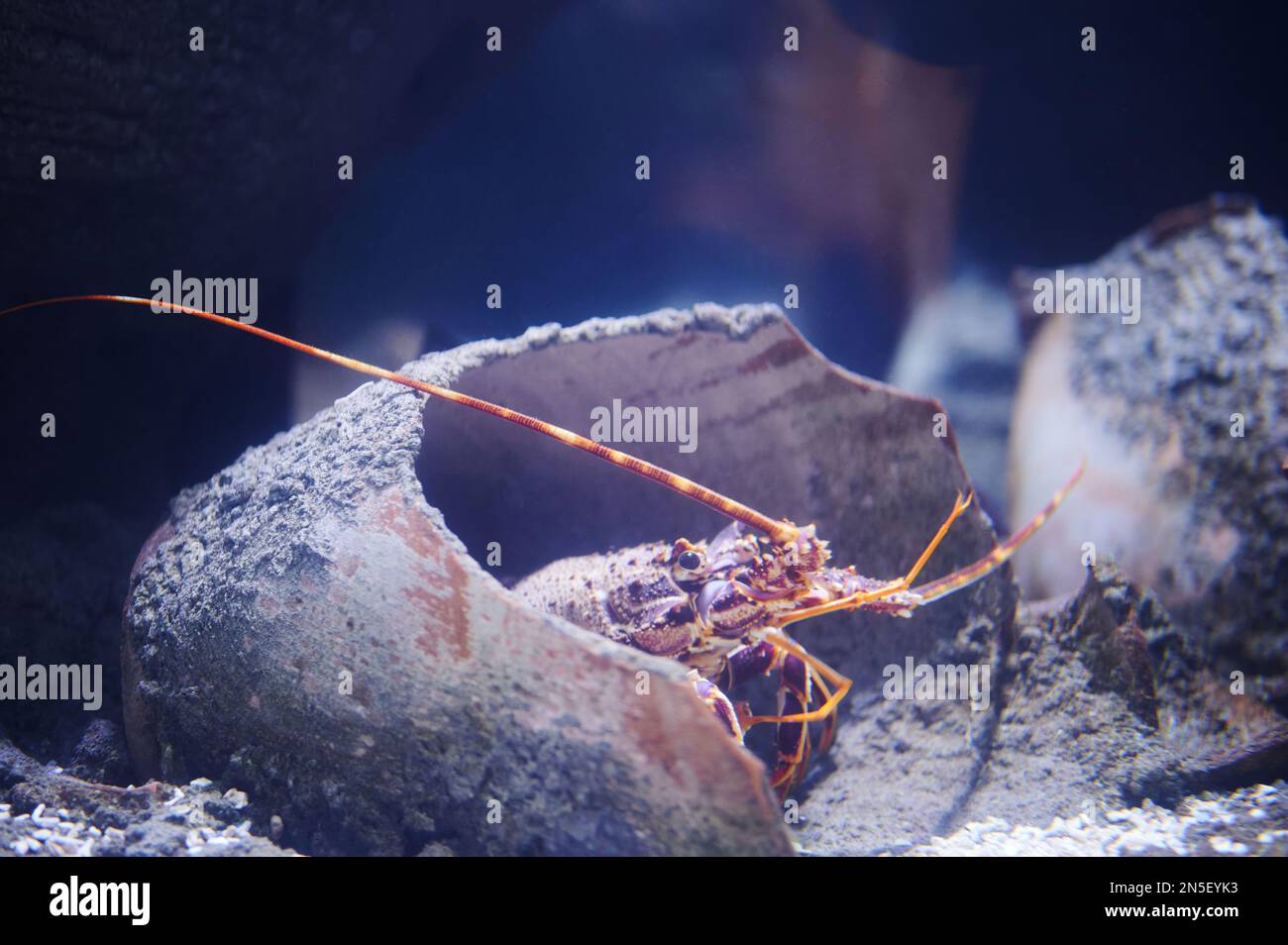 Tête de homard sortant du pot cassé au fond de la mer Banque D'Images