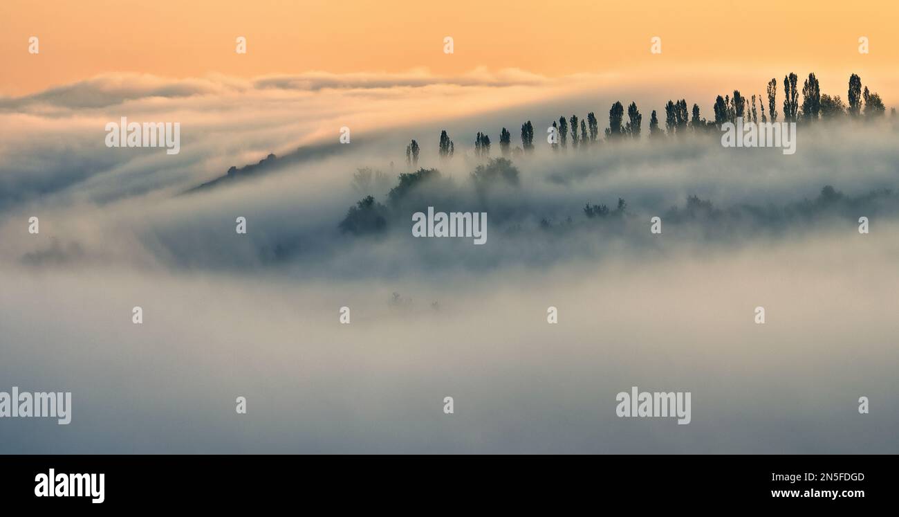 Arbres dans le brouillard. Matin d'automne. Nature de l'Ukraine Banque D'Images