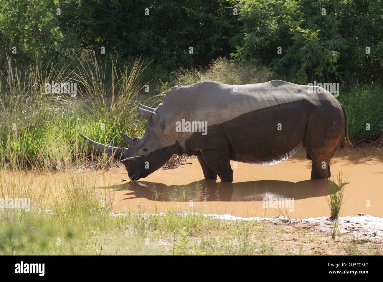 Rhino à deux tons Banque D'Images