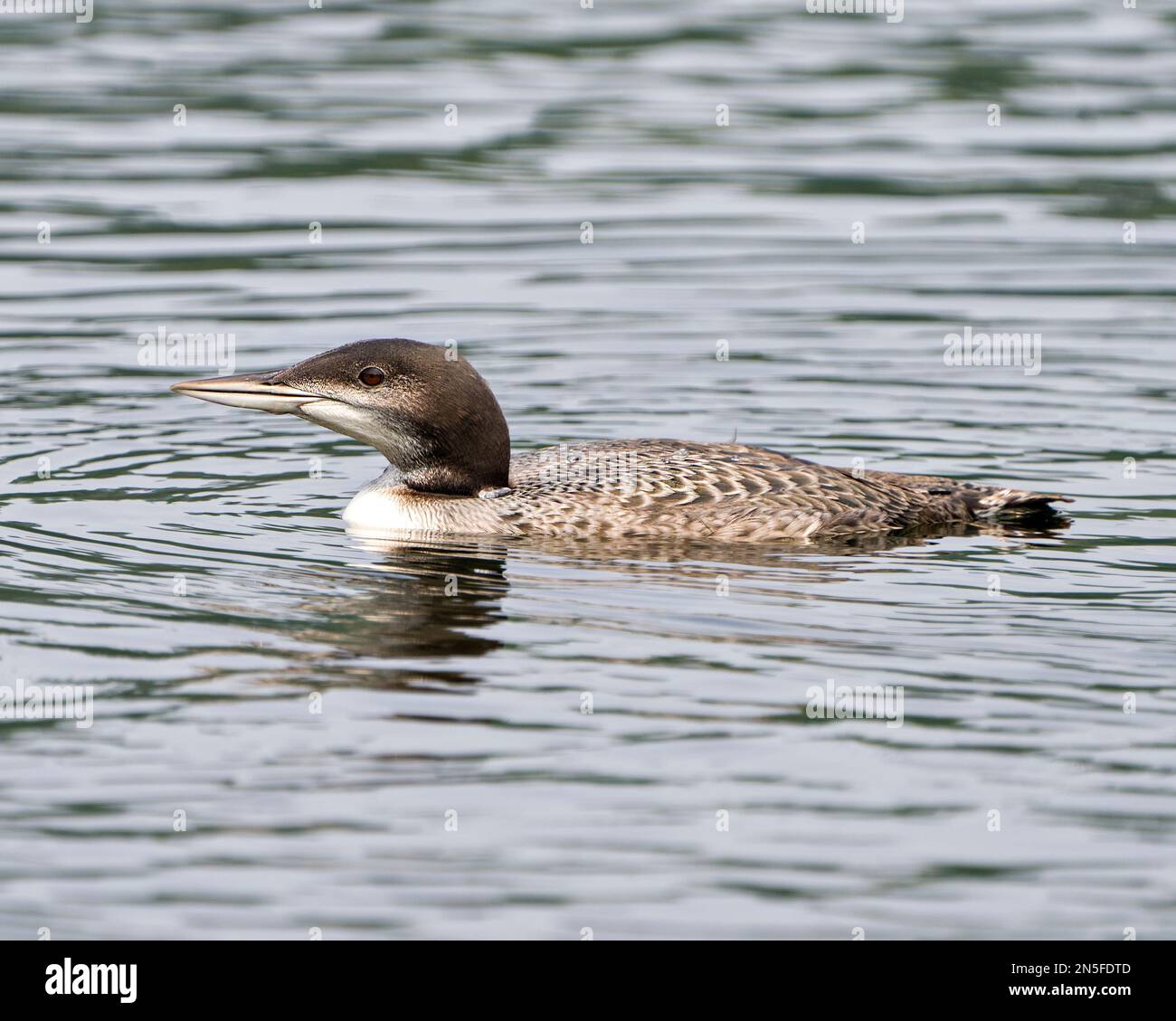 Loon commun jeune oiseau immature nageant dans son environnement et son habitat environnant, affichant son plumage de plumes en phase de croissance. Banque D'Images Loon commun jeune oiseau immature nageant dans son environnement et son habitat environnant, affichant son plumage de plumes en phase de croissance. Banque D'Images