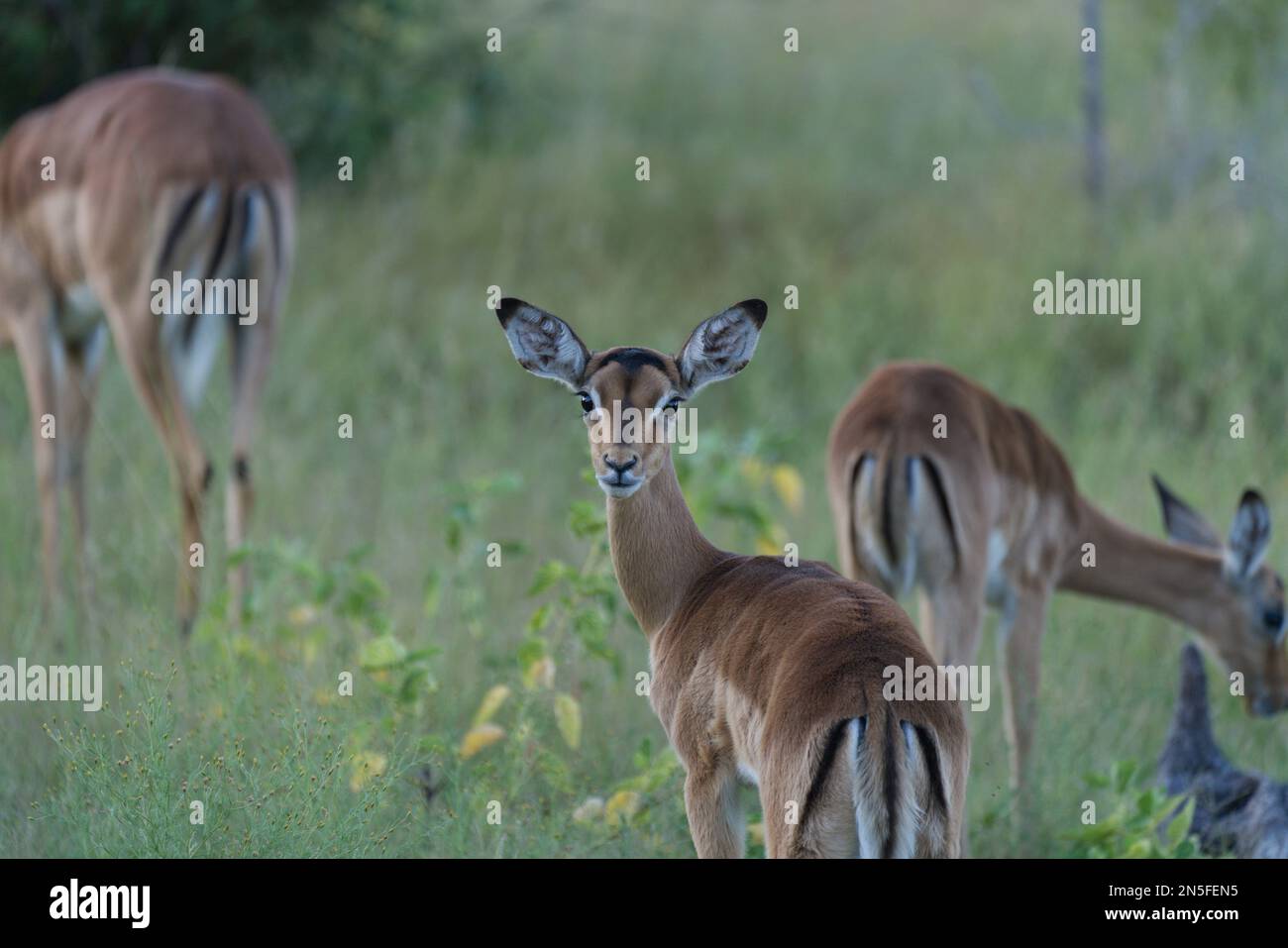 Belle Impala me regarde Banque D'Images