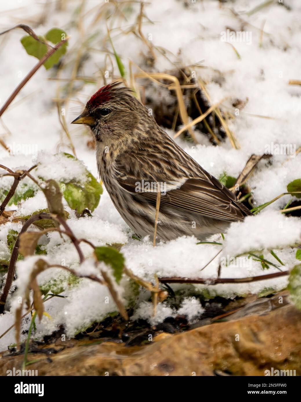 Sondage rouge en hiver debout sur la neige avec vue latérale sur son environnement et son habitat environnant. Groupe de la famille Finch. Banque D'Images