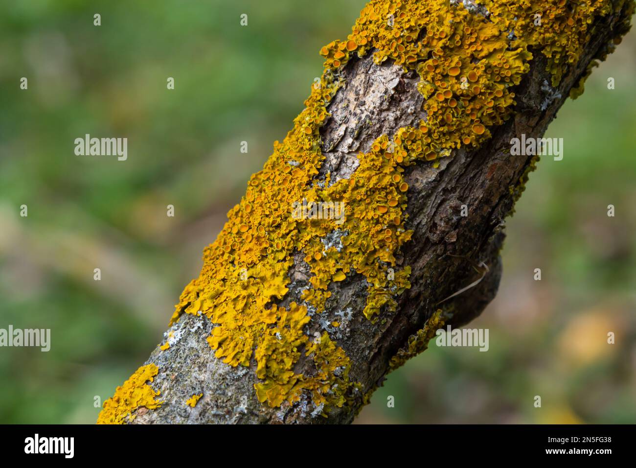 Xanthoria parietina lichen orange commun, échelle jaune, lichen solaire maritime et lichen de rivage sur l'écorce de branche d'arbre. Branche fine sèche avec ora Banque D'Images