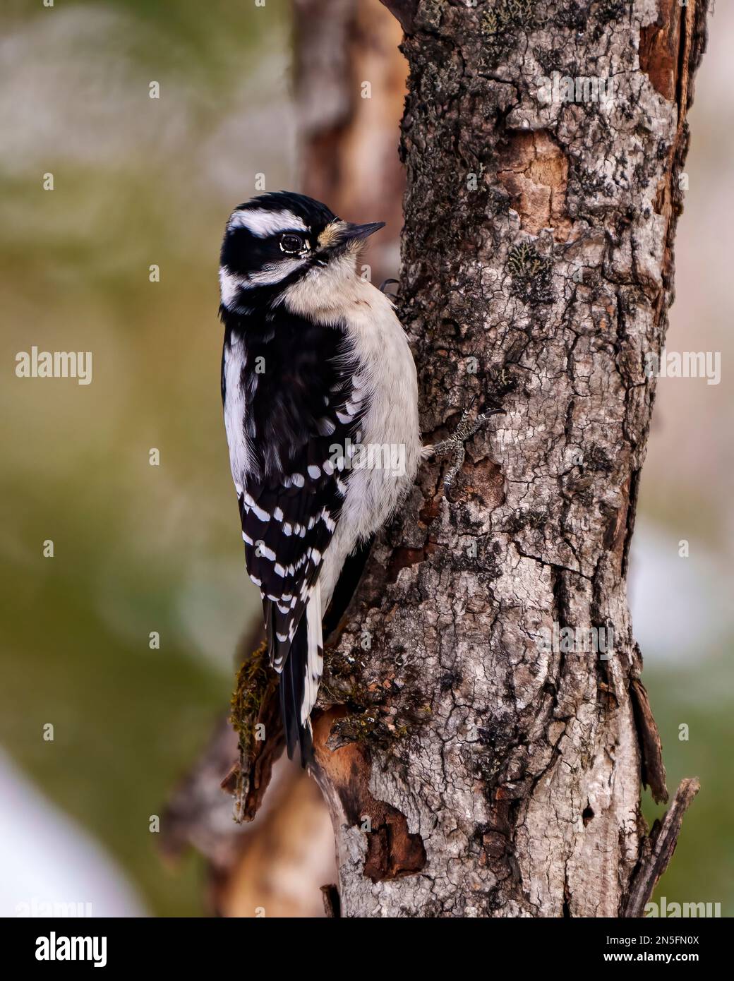 Pic femelle sur une branche de tronc d'arbre présentant des plumes blanches et noires, un bec, un œil dans son environnement et son habitat environnant. Banque D'Images