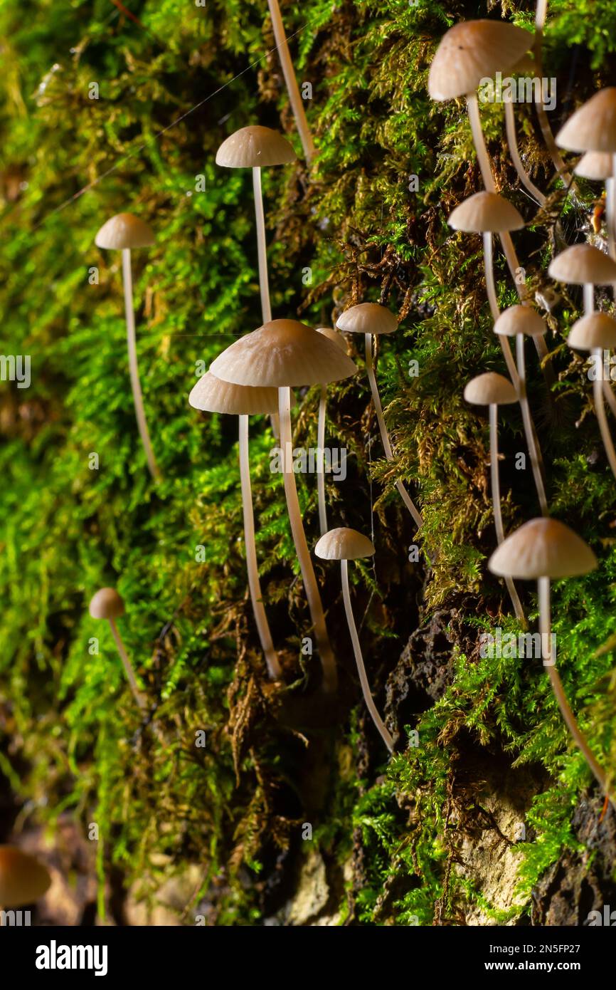 Le champignon Mycena galopus pousse sur de la mousse verte dans la forêt. Banque D'Images