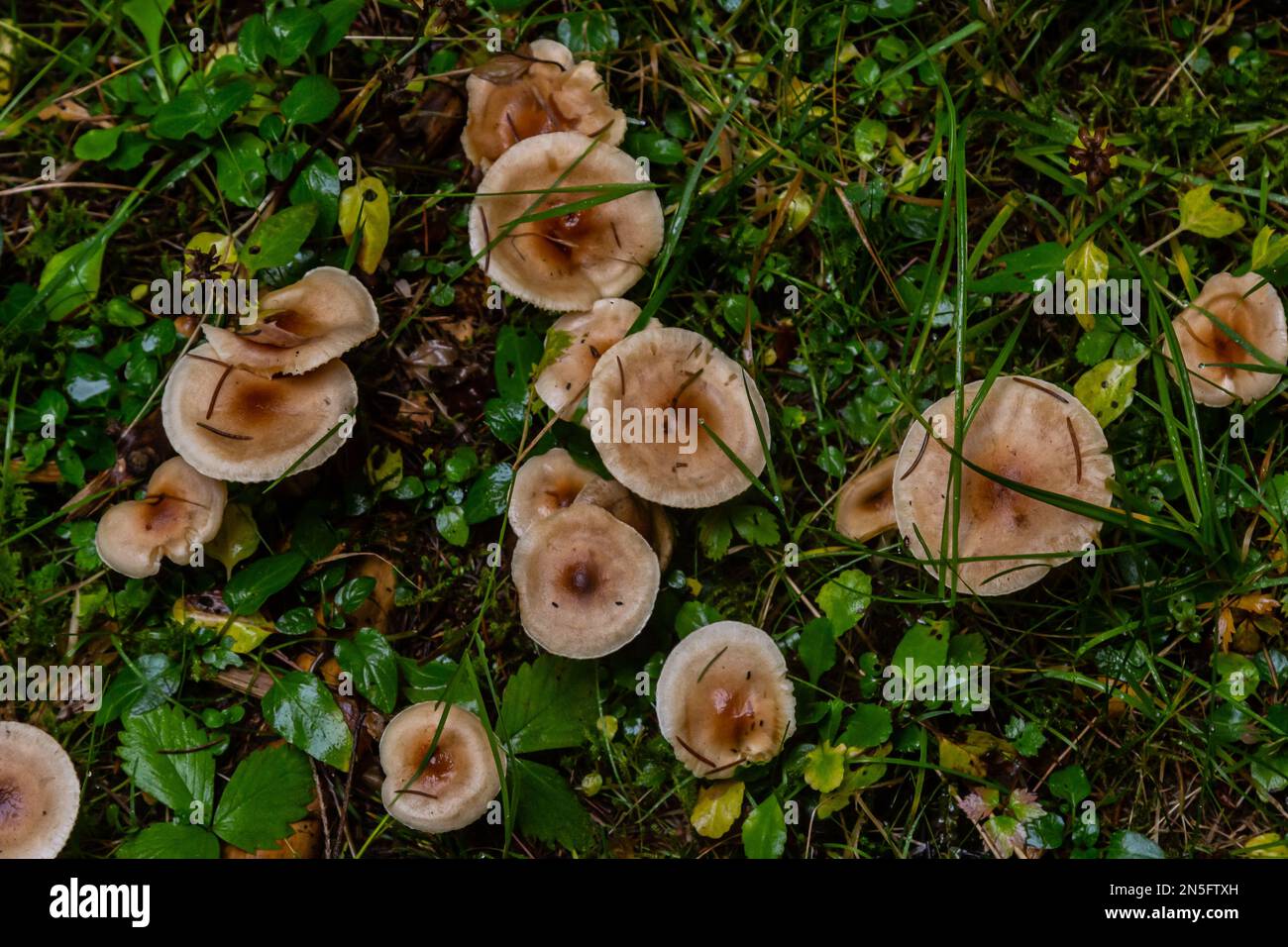 Poison Pie Mushroom Hebeloma crustuliniforme croissant à travers les feuilles automnales. Banque D'Images