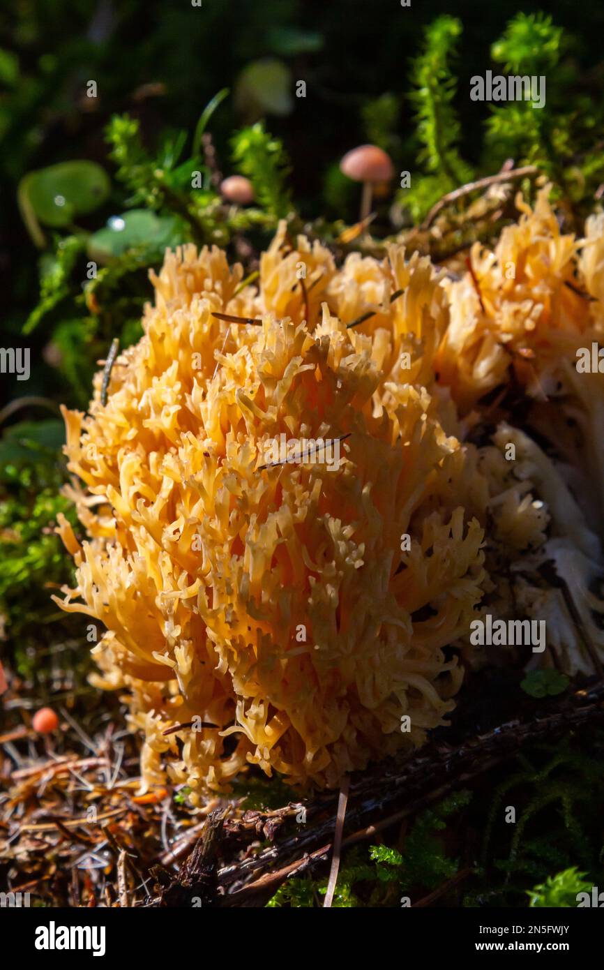 Champignon corail jaune comestible Ramaria flava champignon dans la forêt, gros plan. Banque D'Images