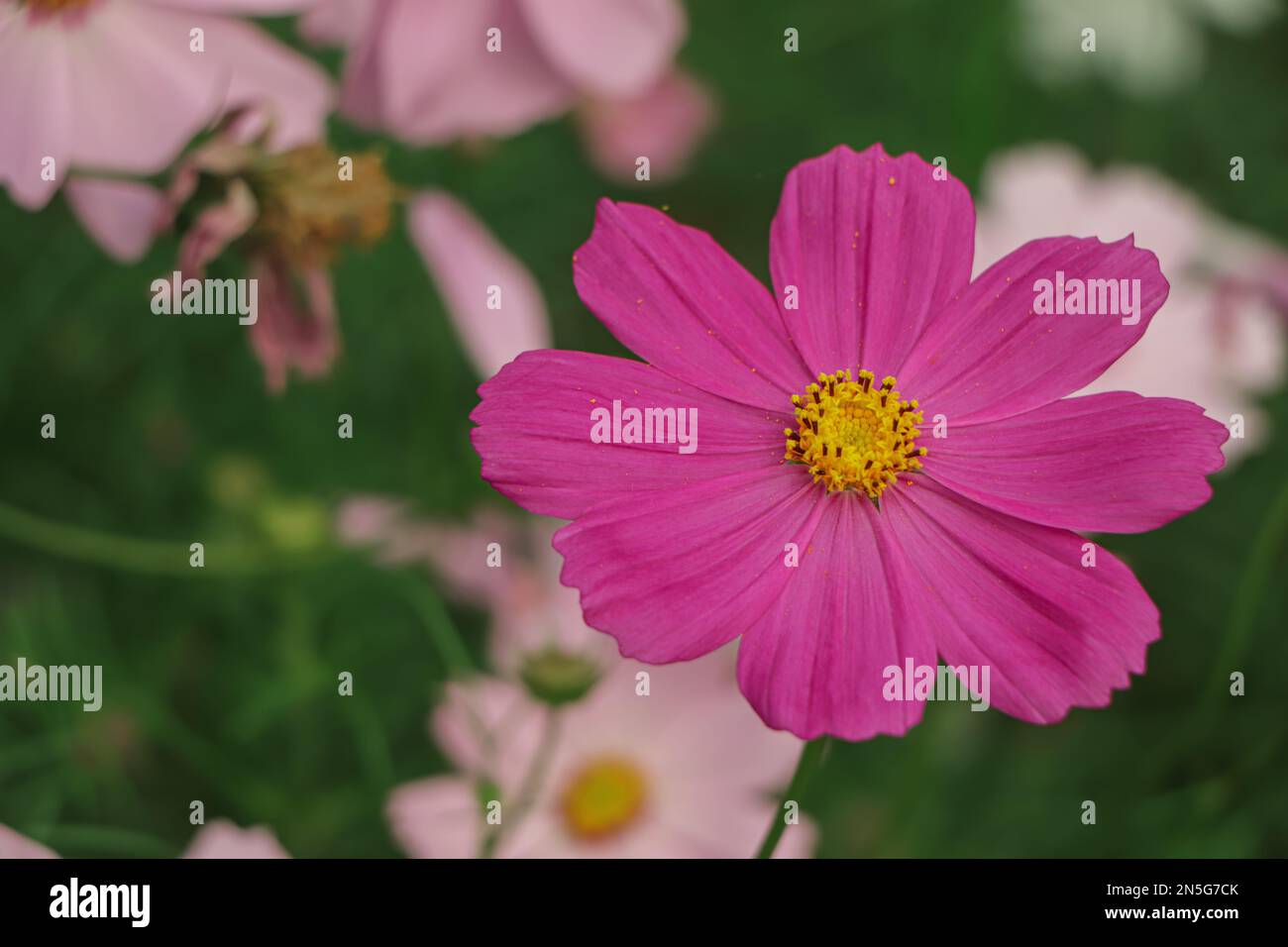 Mise au point sélective sur la fleur rose cosmos Photo Stock - Alamy