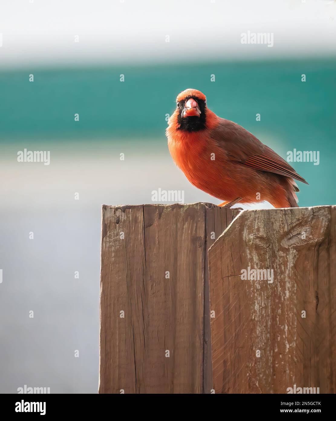 Cardinal du nord perchée sur une clôture en bois d'arrière-cour avec une partie d'une graine de tournesol dans son embouchure le jour du printemps à Taylors Falls, Minnesota, États-Unis. Banque D'Images