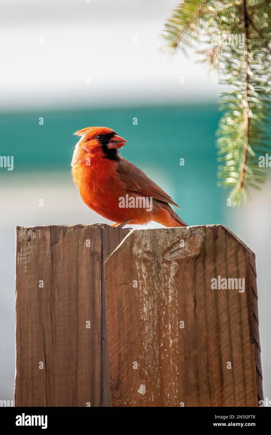 Cardinal du nord perchée sur une clôture en bois d'arrière-cour le jour du printemps à Taylors Falls, Minnesota, États-Unis. Banque D'Images