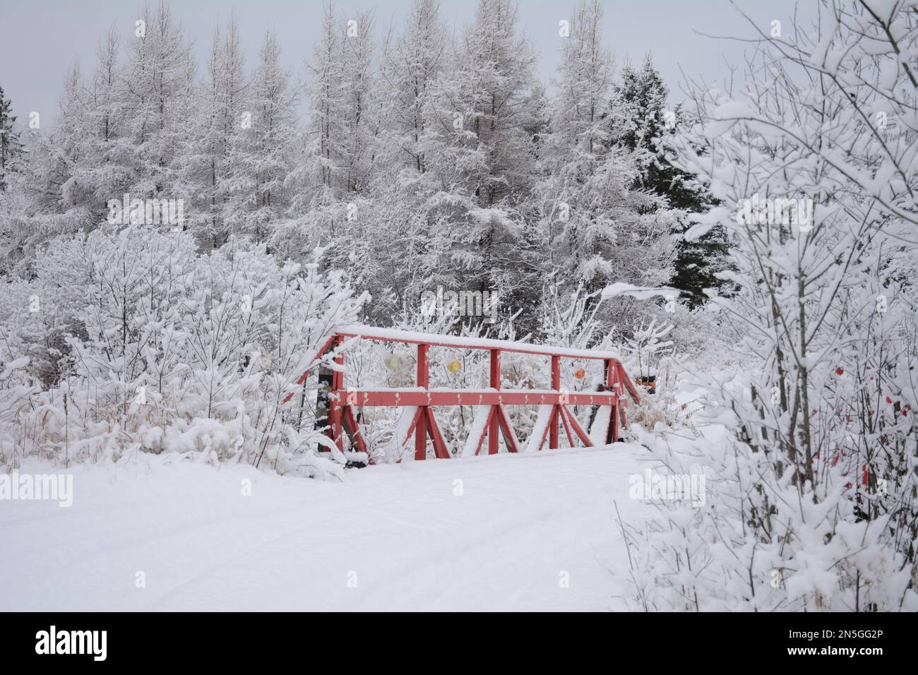 Images de l'hiver dans le nord rural de l'Ontario avec de la neige fraîchement tombée Banque D'Images