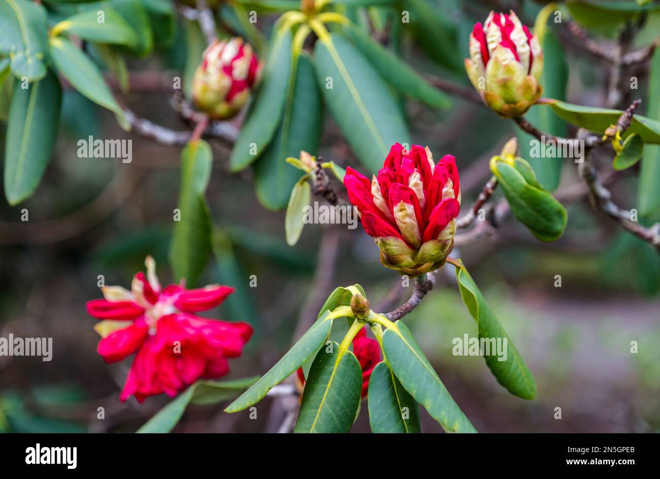 Gros plan de Rhododendron meddianum var. Brousse atrokermesinum avec bourgeons, Royal Botanic Garden, Édimbourg, Écosse, Royaume-Uni Banque D'Images