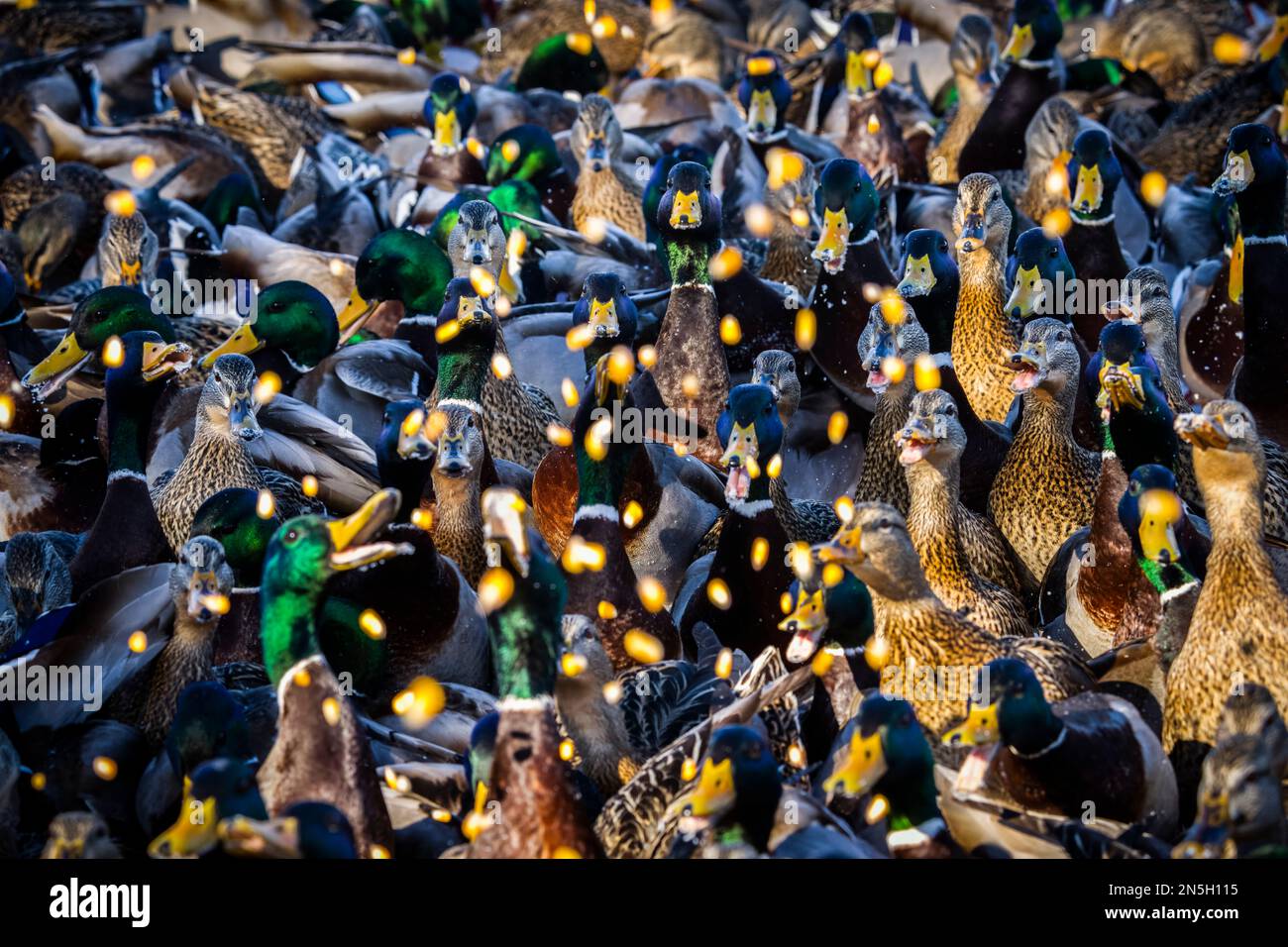 Le canard colvert sauvage est nourri au maïs craqué par la St. Fleuve Lawrence en hiver. Banque D'Images