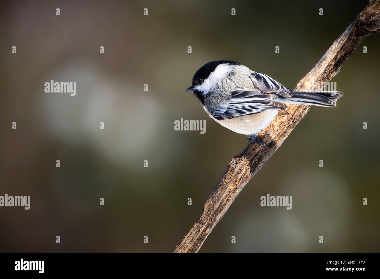 Chiche à capuchon noir perchée près d'un mangeoire à oiseaux. Banque D'Images