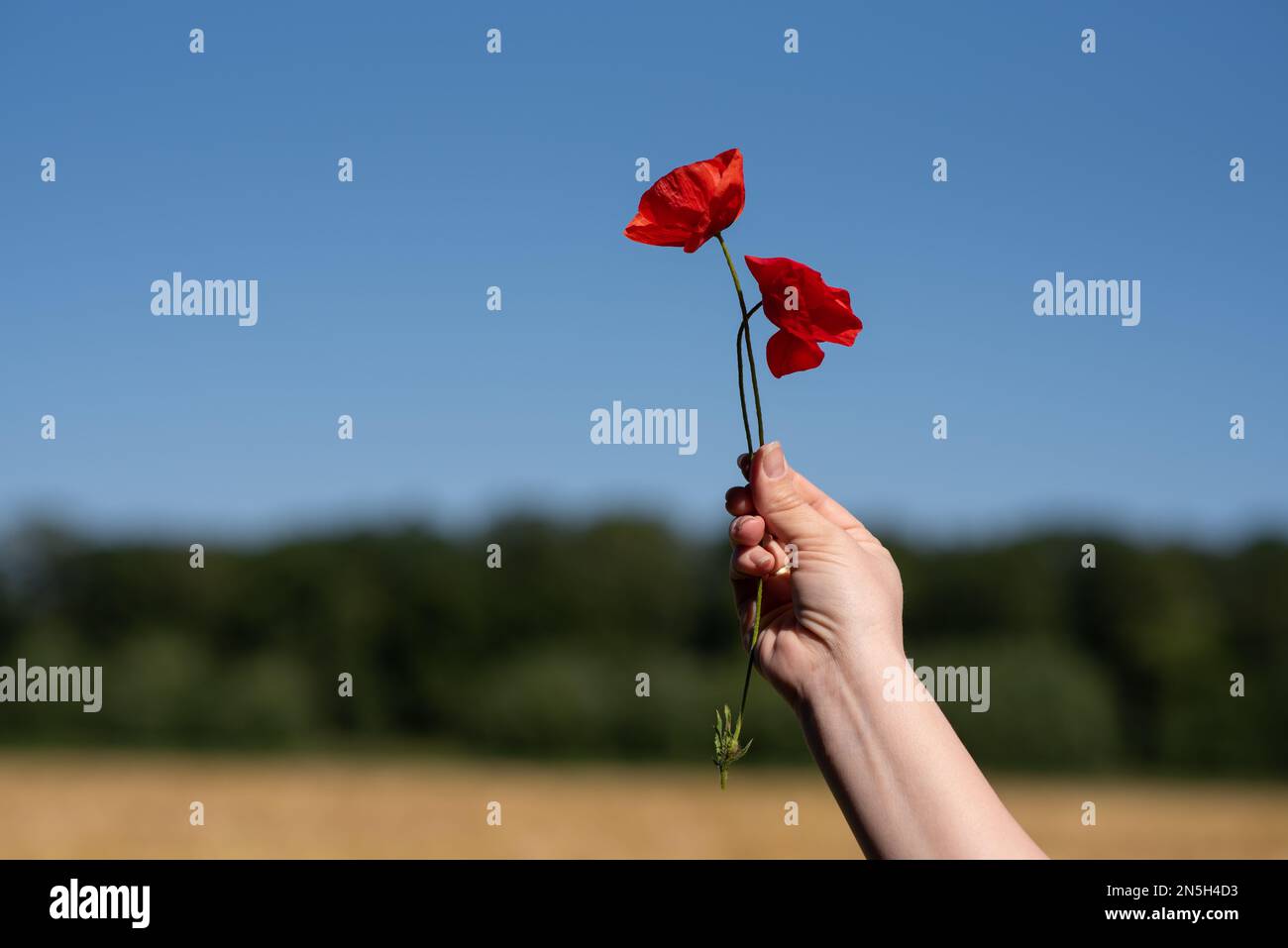La main femelle tient deux coquelicots rouges contre le ciel Banque D'Images