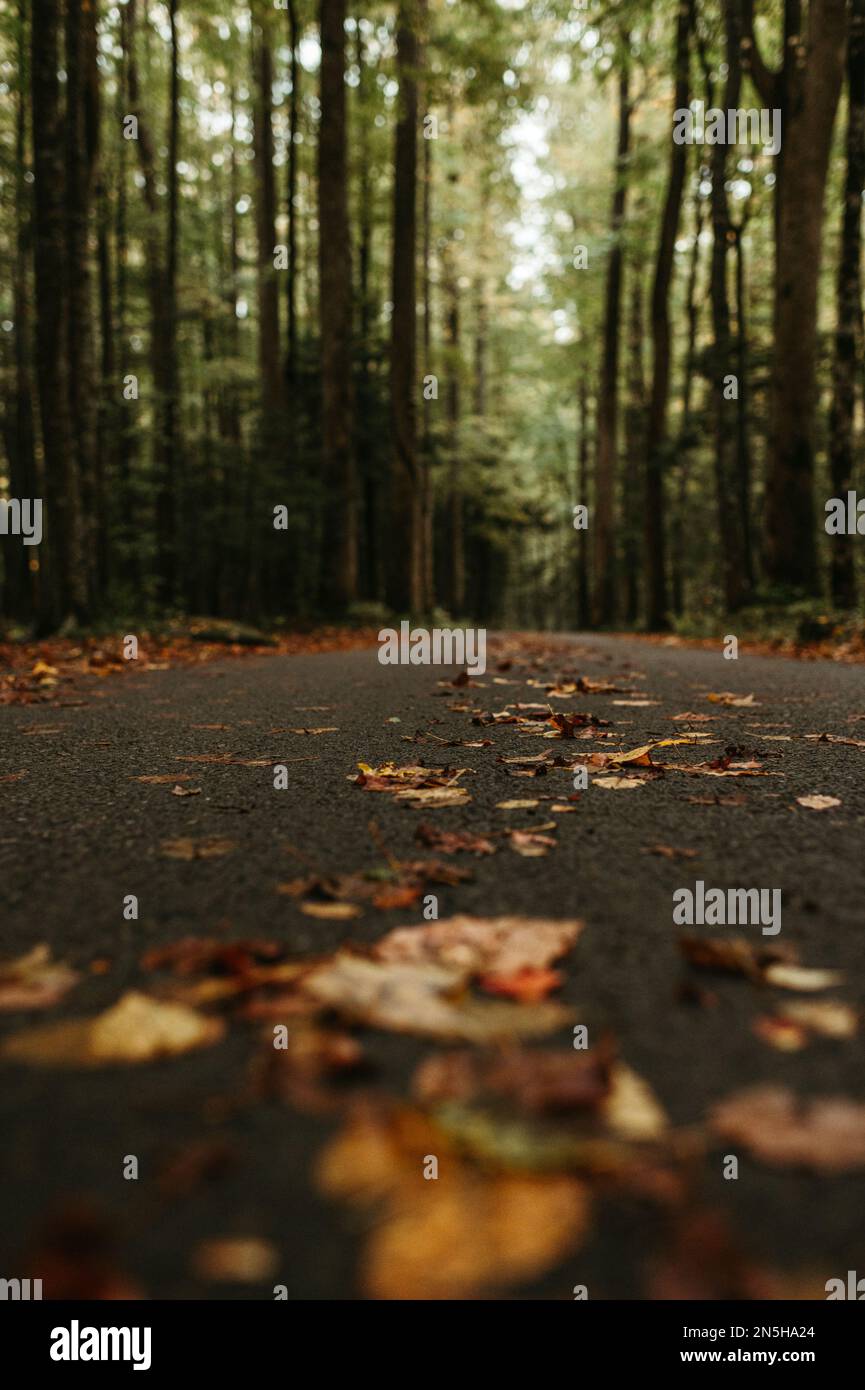 Sentier automobile Roaring Fork dans les parcs nationaux des Great Smoky Mountains Banque D'Images