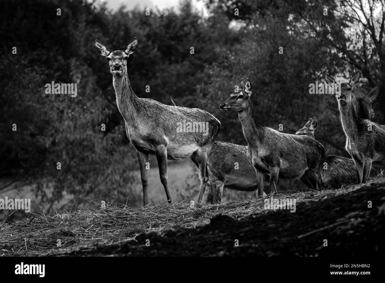 Vue sur les cerfs en forêt Banque D'Images