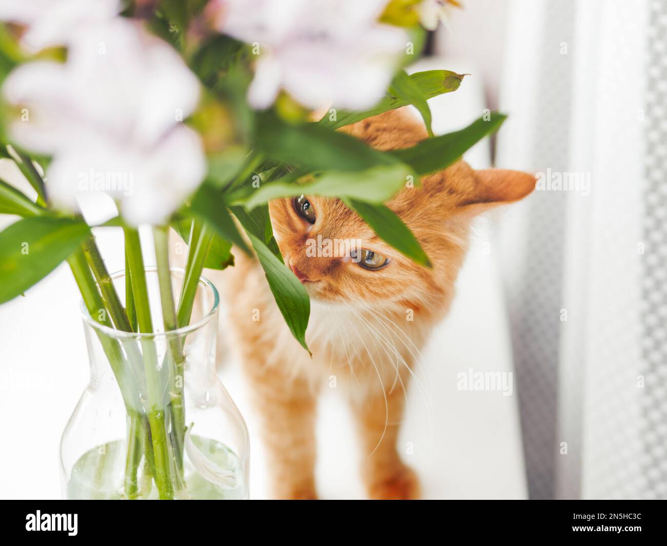 Joli chat gingembre sniffs bouquet de fleurs d'alstroemeria dans vase en verre. Animal de compagnie moelleux et plante fleurie avec des feuilles vertes. Banque D'Images